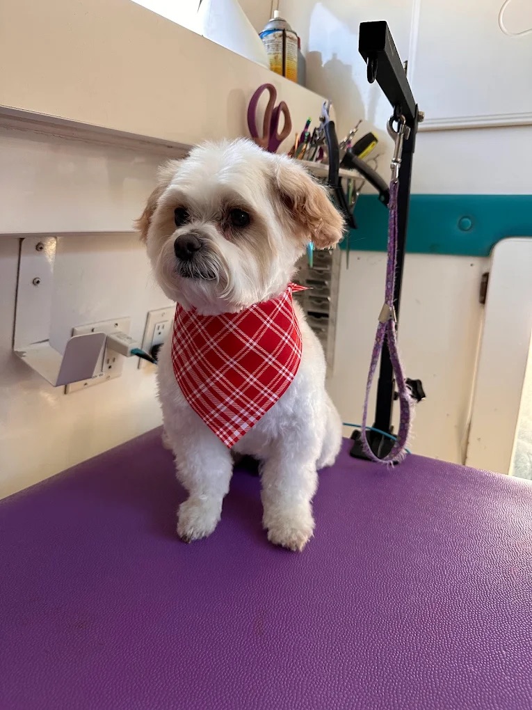 K9 Clip N Clean grooming photo
