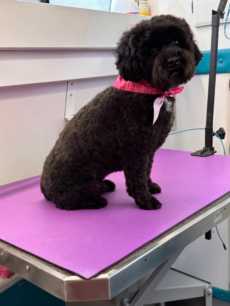 K9 Clip N Clean grooming photo