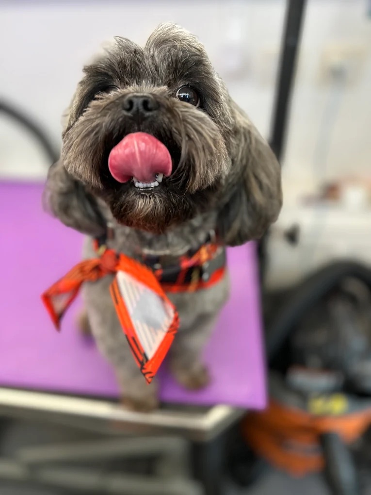 K9 Clip N Clean grooming photo