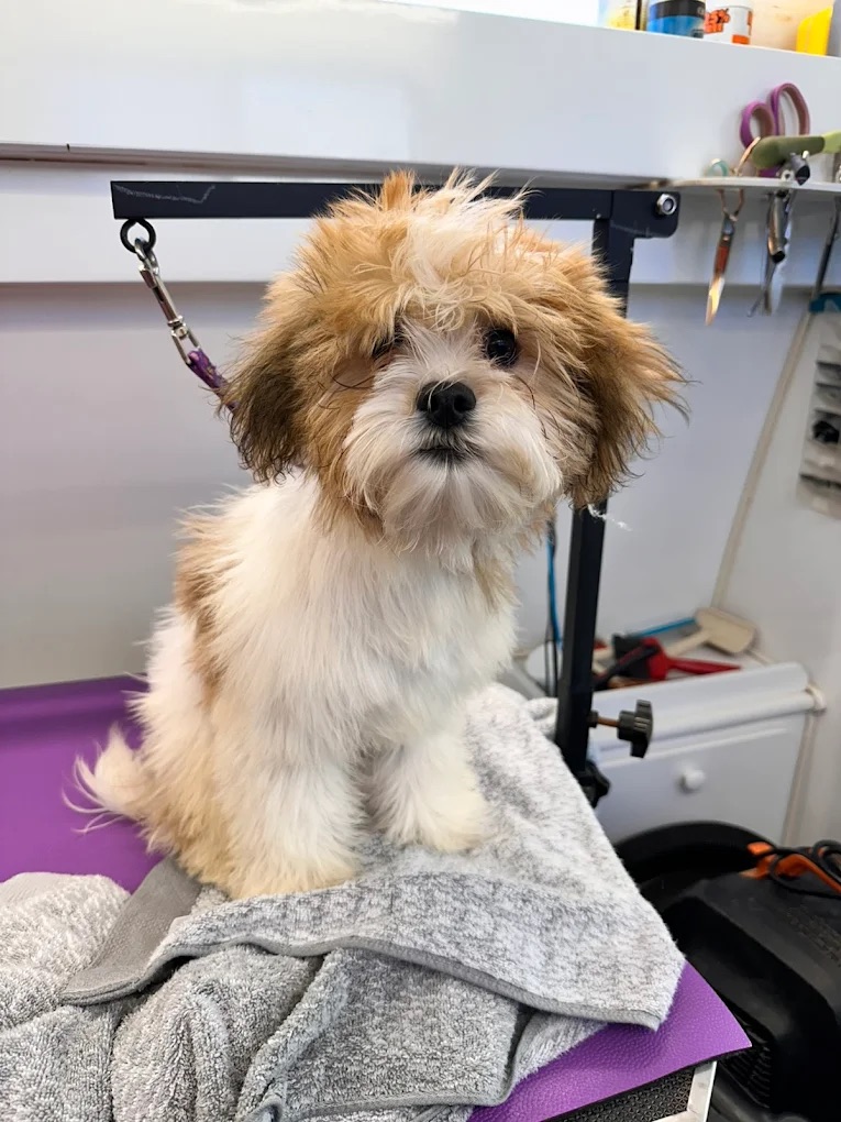 K9 Clip N Clean grooming photo