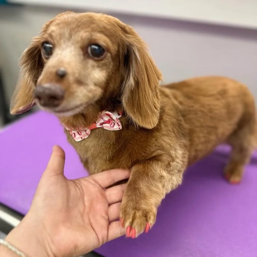 K9 Clip N Clean grooming photo