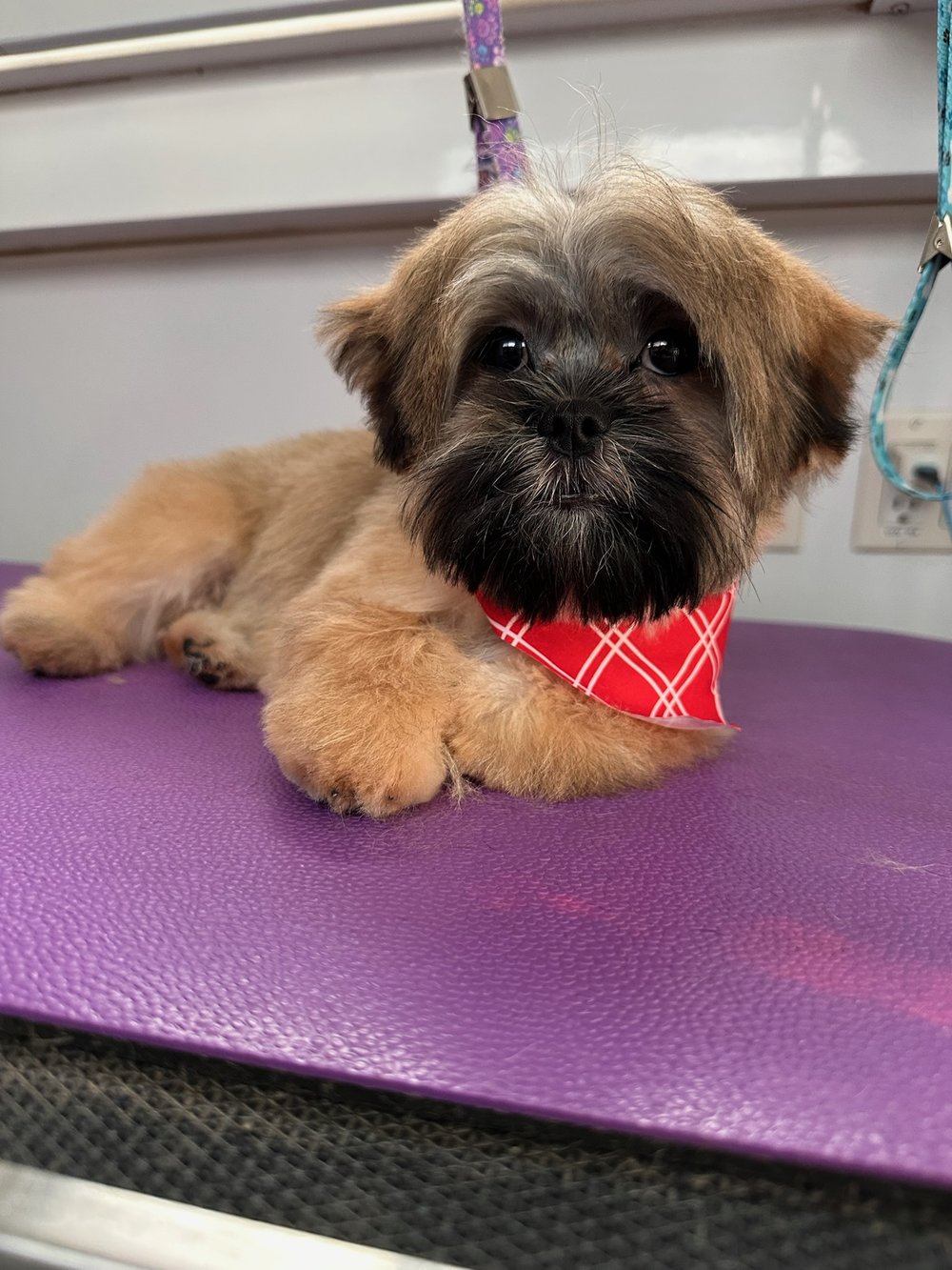 K9 Clip N Clean grooming photo