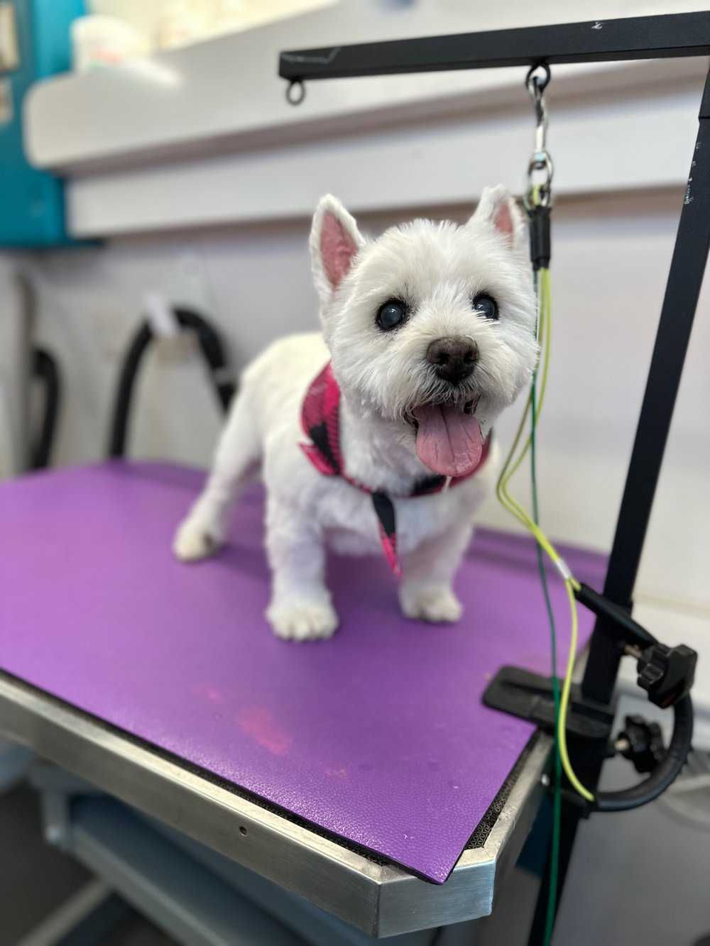 K9 Clip N Clean grooming photo