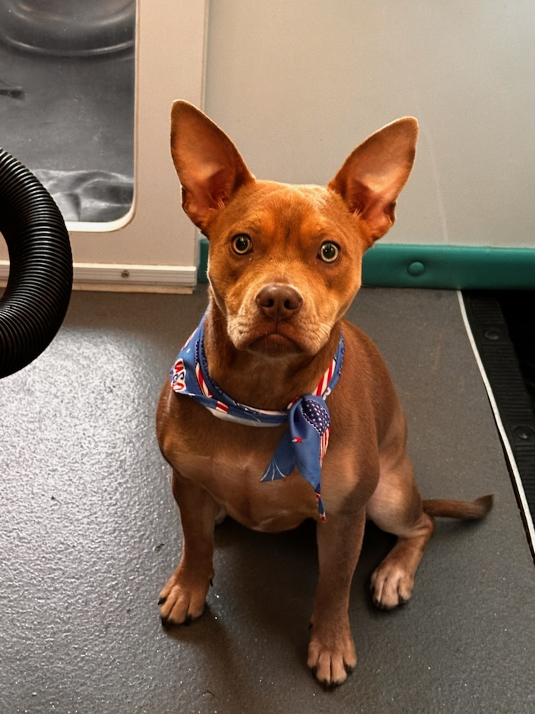 Dog wearing a bandana during a mobile bathing service appointment with K9 Clip N Clean