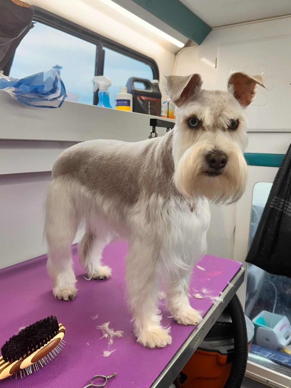K9 Clip N Clean grooming photo