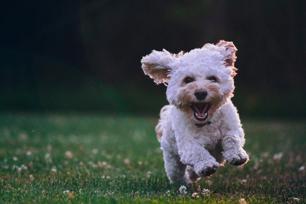 Happy white dog running through grass after a mobile grooming appointment