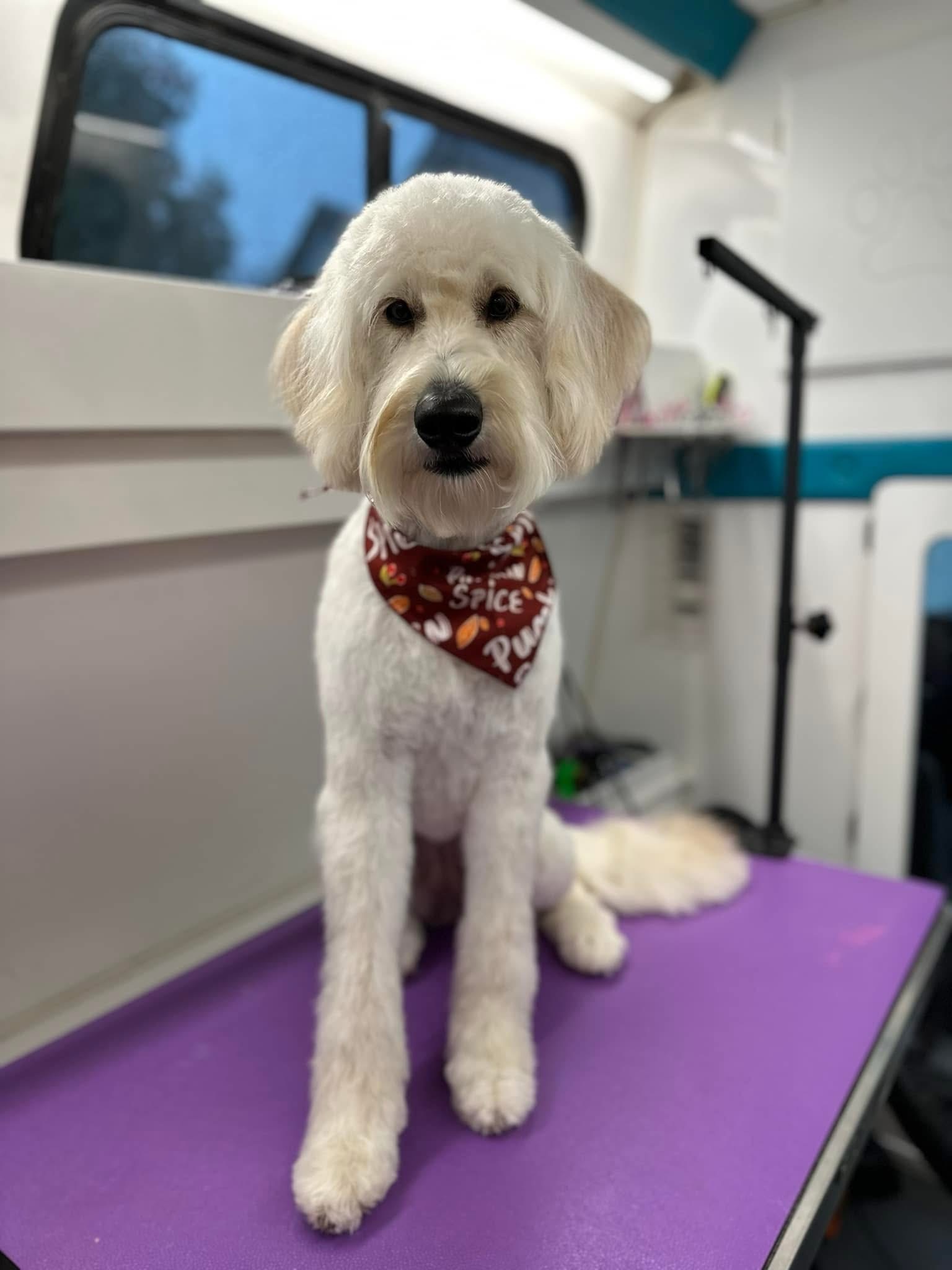 K9 Clip N Clean mobile grooming van, full groom in Bixby and South Tulsa