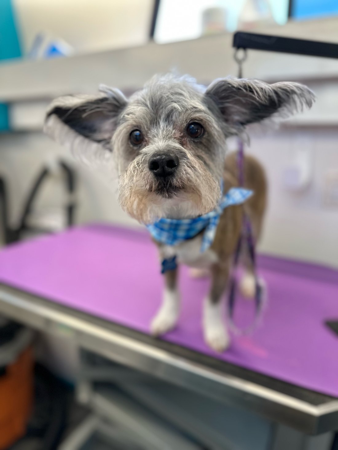 K9 Clip N Clean mobile grooming van, mobile dog grooming in Claremore