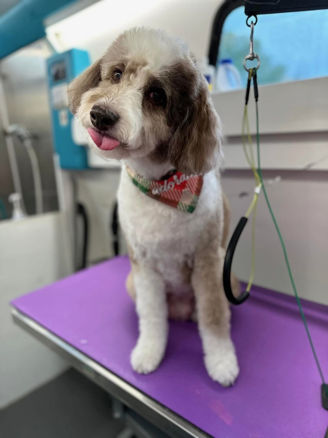 Dog freshly groomed by K9 Clip N Clean, mobile dog grooming in Broken Arrow