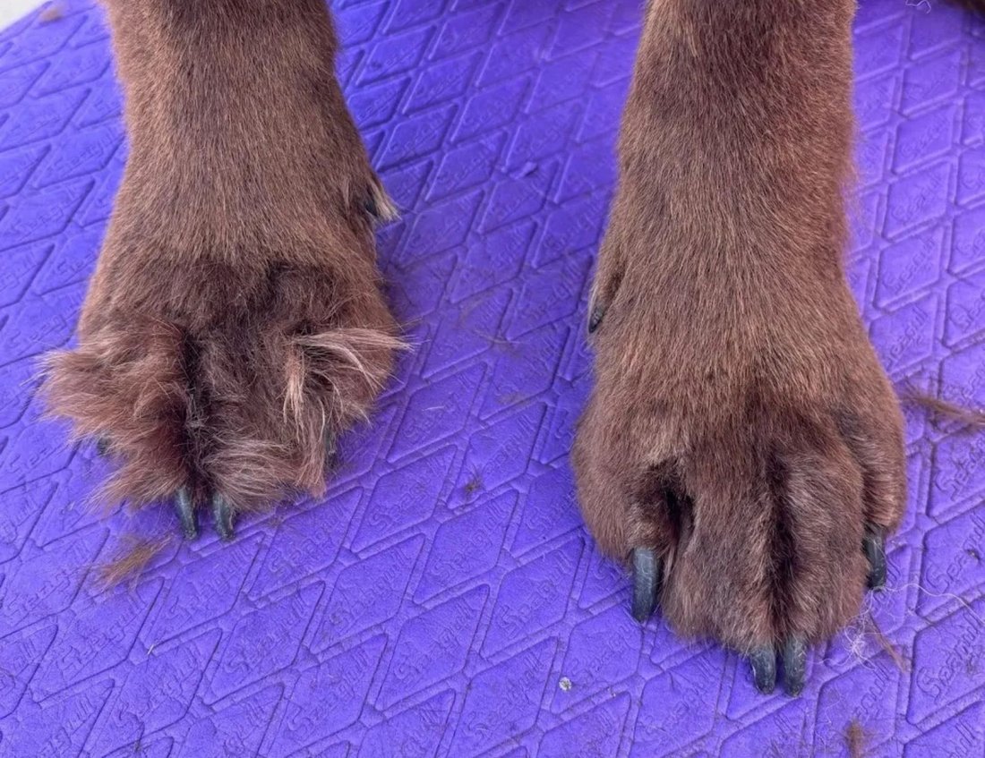 Gentle dog ear check and cleaning, nail trims in Bixby and South Tulsa