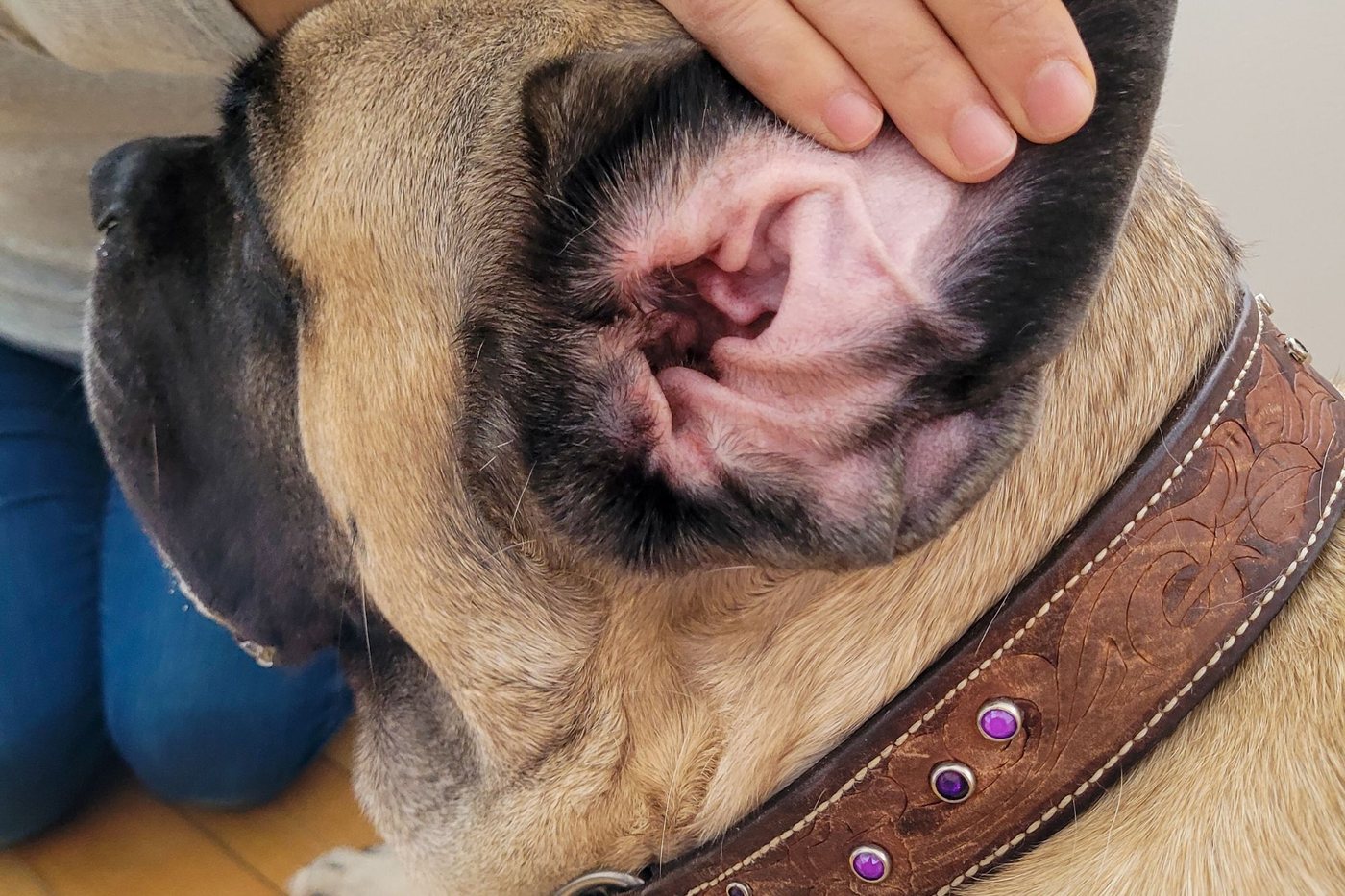 Gentle dog ear check and cleaning, ear cleaning in Bixby and South Tulsa