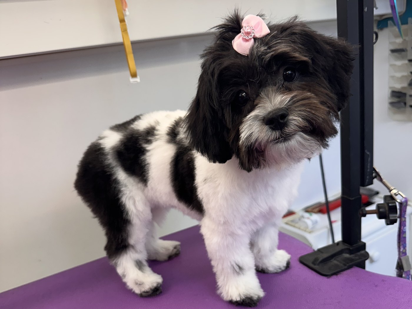 Cream curly coated dog freshly groomed after a full dog grooming appointment with K9 Clip N Clean