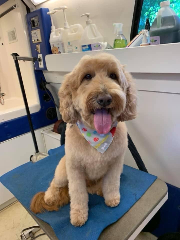 Dog freshly groomed by K9 Clip N Clean, bath & brush in Bixby and South Tulsa